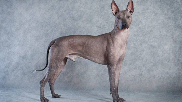Xoloitzcuintli