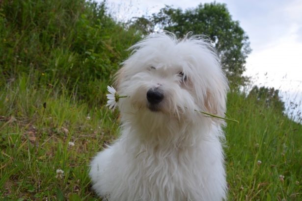 Coton de Tulear
