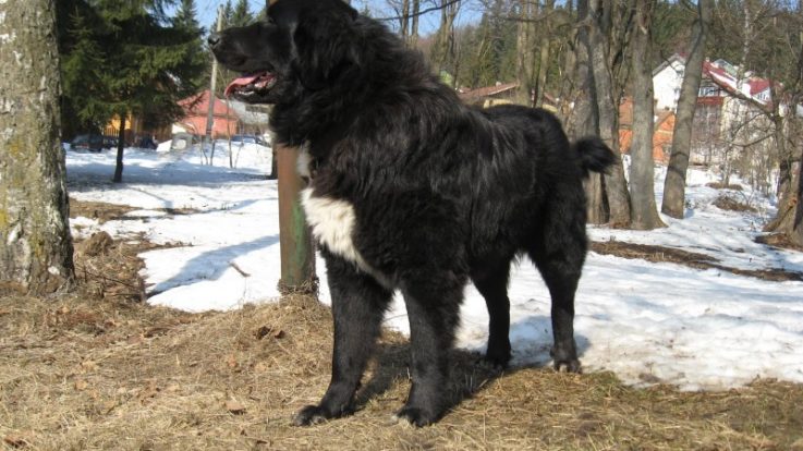 Ciobănesc românesc corb