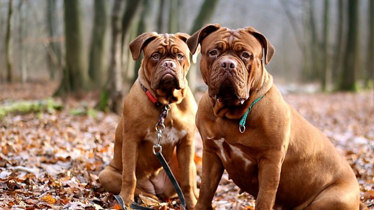 Dog de Bordeaux