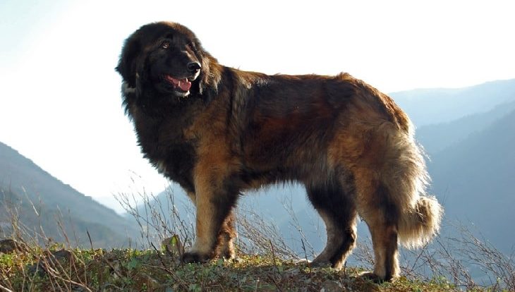 Estrela