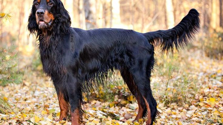 Gordon Setter