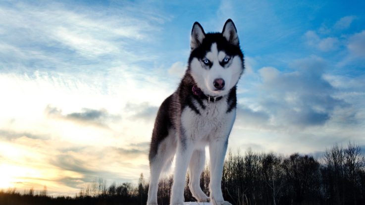 Husky Siberian