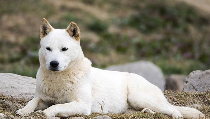 Jindo