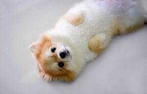 Aşa arată un baby Pomeranian