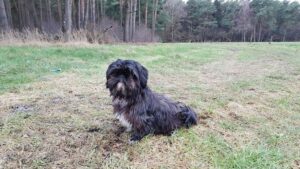 Există Shih-tzu şi pe culoarea negru