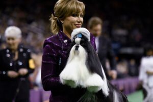 O femelă imperială la un concurs de Shih-tzu arătoşi