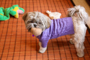 O fetiţă Shih-tzu simpatică şi pusă pe şotii