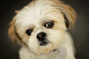 Privirea unui Shih-tzu care te înmoaie instant