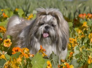 Shih-tzu este câinele perfect pentru pieptănat şi coafat