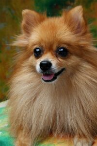 Un Pomeranian arătos
