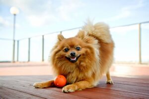 Un Pomeranian jucăuş