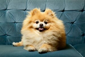 Un Pomeranian plictisit, pe canapeaua din faţa televizorului