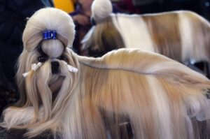 Un Shih-tzu cu o coafură extravagantă