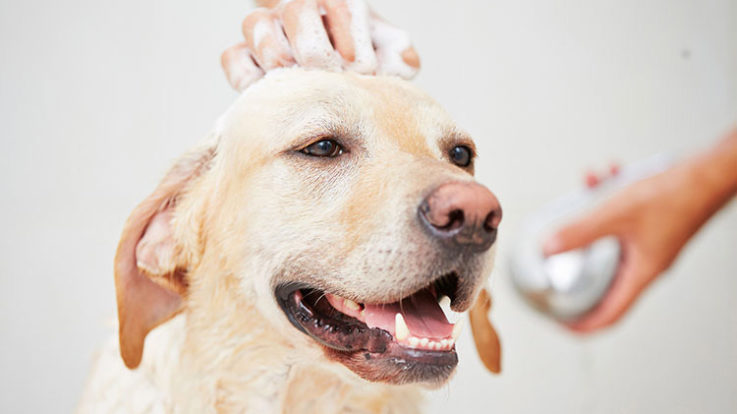 Cât costă, de fapt, cosmetizarea totală a unui câine și ce implică acest lucru