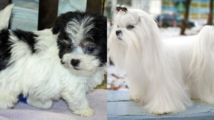Bichon
