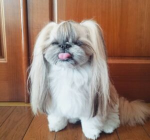 Un Shih Tzu mofturos cu o frizură de căţel răsfăţat