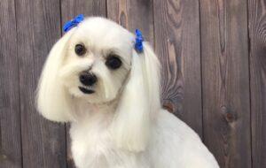 Aşa arată o fetiţă jucăuşă din rasa Bichon