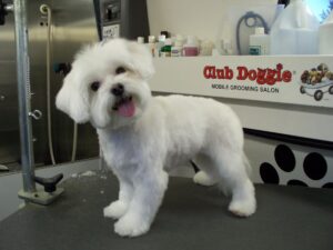 Un pui de Bichon tuns scurt, înainte de vară