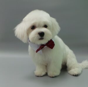Un pui simpatic de Bichon, tuns simplu