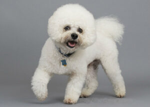 Un Bichon elegant, cu o frizură retro