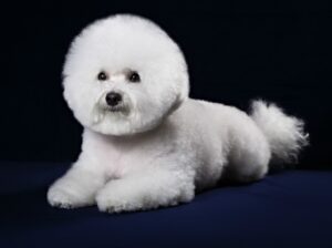 Un Bichon deosebit, cu o coafură extravagantă şi elegantă