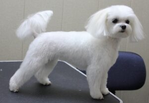 O fetiţă Bichon foarte elegantă