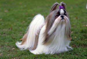 O femelă vanitoasă din rasa Shih Tzu