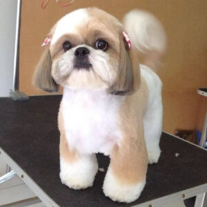 O fetiţă Shih Tzu cu o tunsoare drăgălaşă