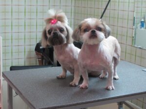 Un băiat şi o fetiţă din rasa Shih Tzu, tunşi până la piele