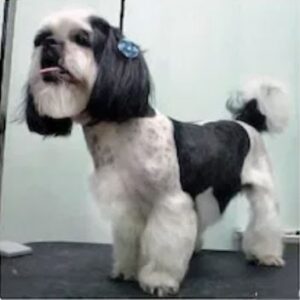Băiat Shih Tzu