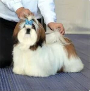 Un mascul Shih Tzu elegant