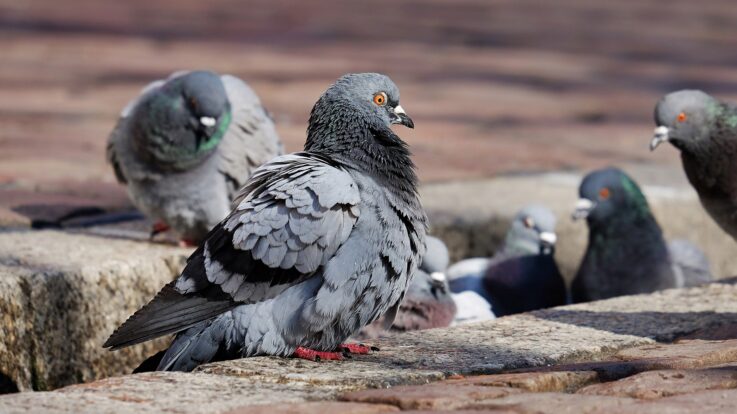 Totul despre porumbeii voiajori: informații, caracteristici, pui, creștere și îngrijire