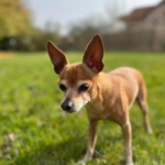 Tuco, un Chihuahua batranel, s-a pierdut iar in 24 de ore a fost gasit!