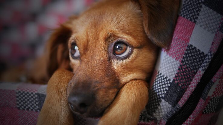 Cum îţi arată câinele tău că suferă de insolaţie? La ce trebuie să fii atent