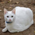 15 de rase de pisici albe. Lista completa. FOTO