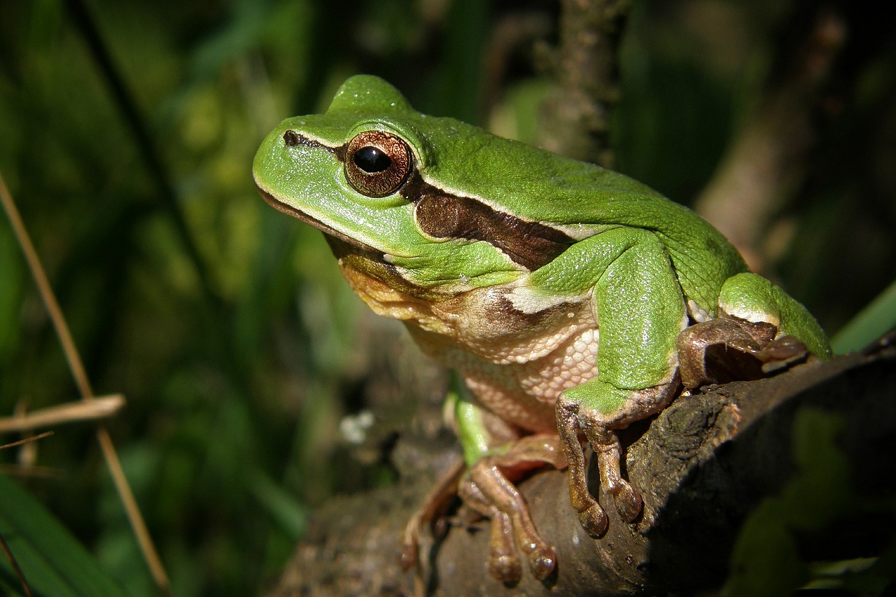 Broască. Sursa foto: Pixabay