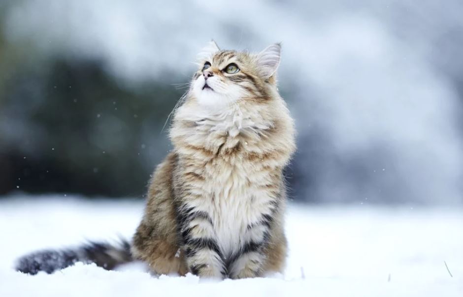 Pisică Siberiană