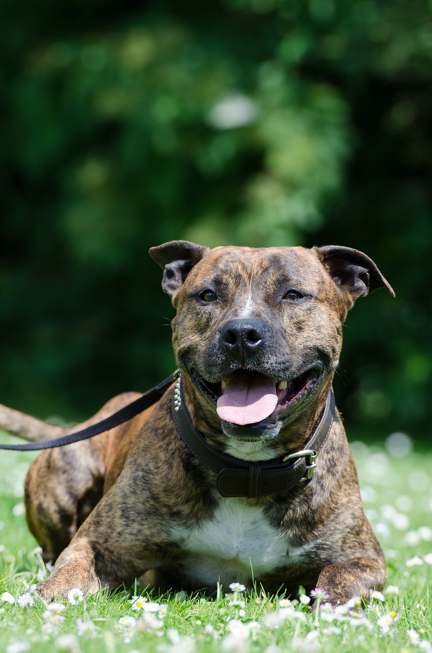 American Staffordshire Terrier