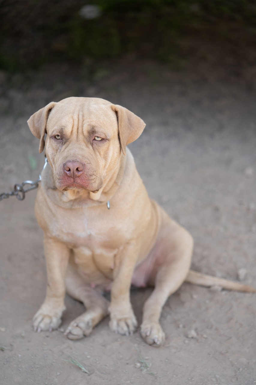 American Pit Bull Terrier