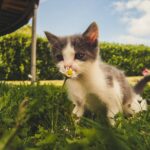 Iarbă pentru pisici: Beneficii și cum să o cultivi acasă
