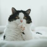 Pisici de casă: Cum să alegi și să îngrijești rasa potrivită