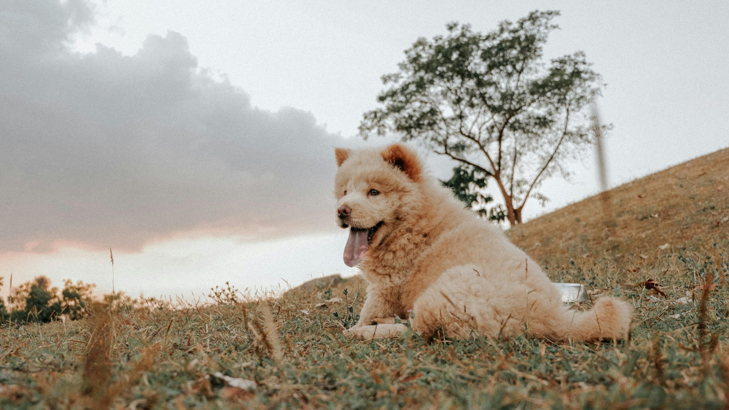 Chow chow, un caine cu blana pufoasa. Sursa foto: Pexels