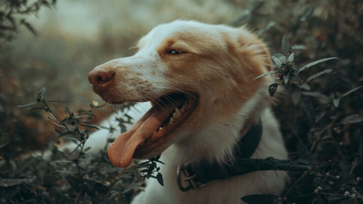 Care este taxa de revendicare şi de cazare pentru câinii pierduţi în Bucureşti? ASPA vă obligă să o achitaţi
