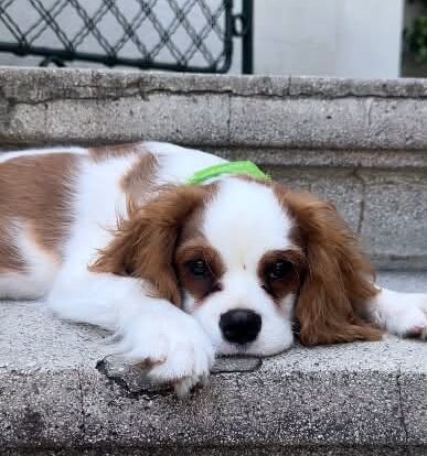 Levi s-a întors acasă! Povestea cățelușului de 6 luni pierdut în centrul Bucureștiului