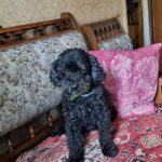 Rita a ajuns acasă cu ajutorul vecinilor